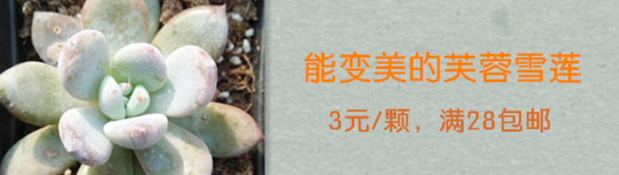 芙蓉雪莲