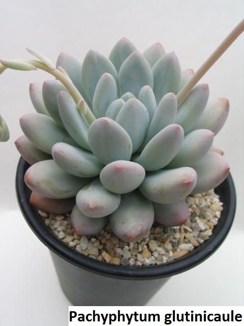 稻田姬 Pachyphytum glutinicaule