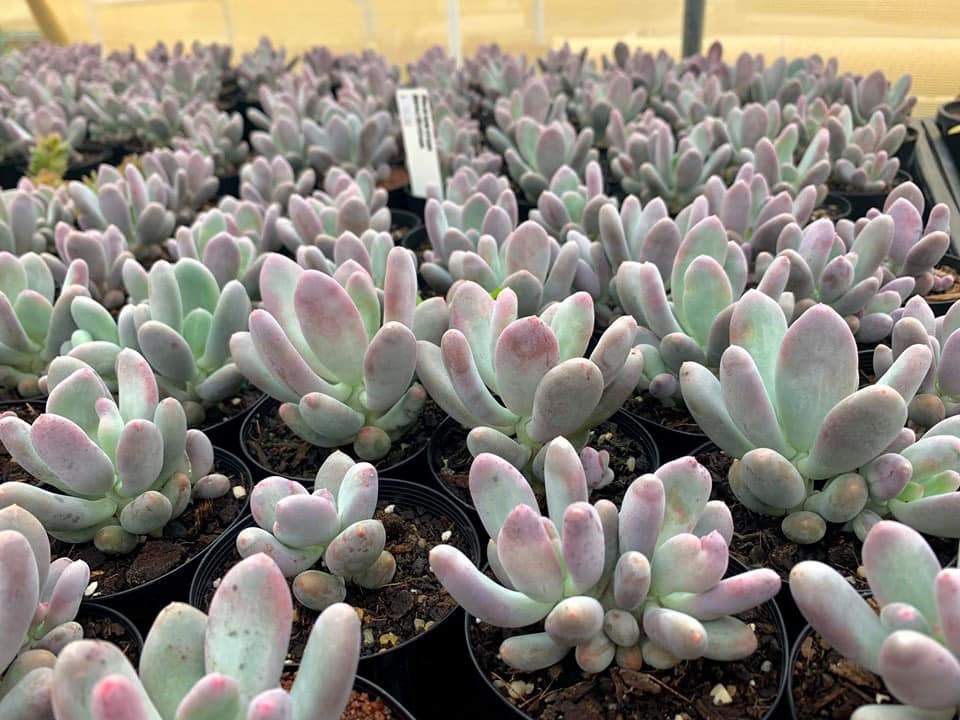 稻田姬 Pachyphytum glutinicaule