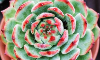 钱串串开花红艳艳,熊爪爪难过丰水年