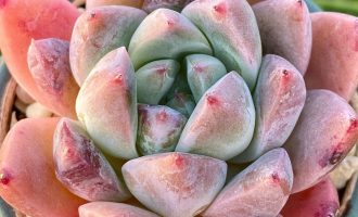 可能跟冰玉有关系的冰粉