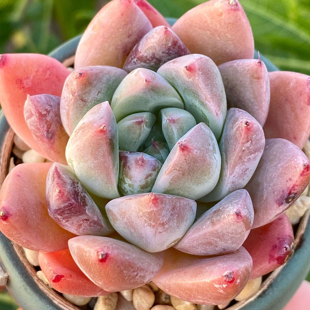 冰粉 Echeveria 'Ice pink'