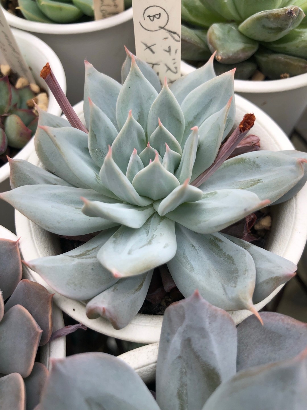 蓝大丽 Echeveria 'Blue Dahlia' 