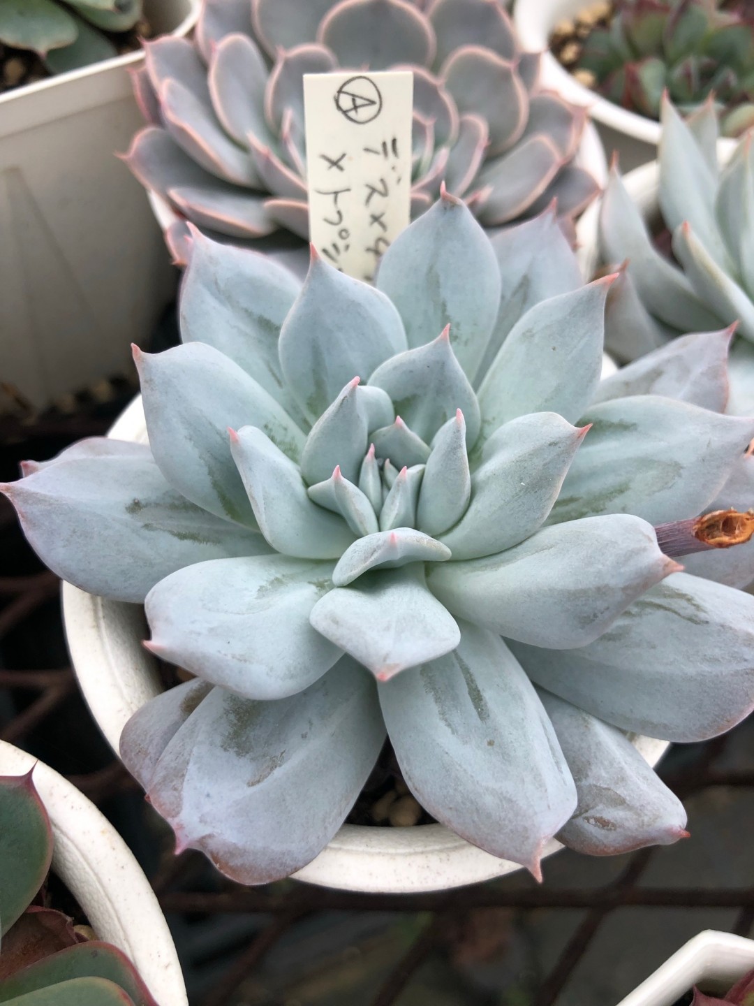 蓝大丽 Echeveria 'Blue Dahlia' 