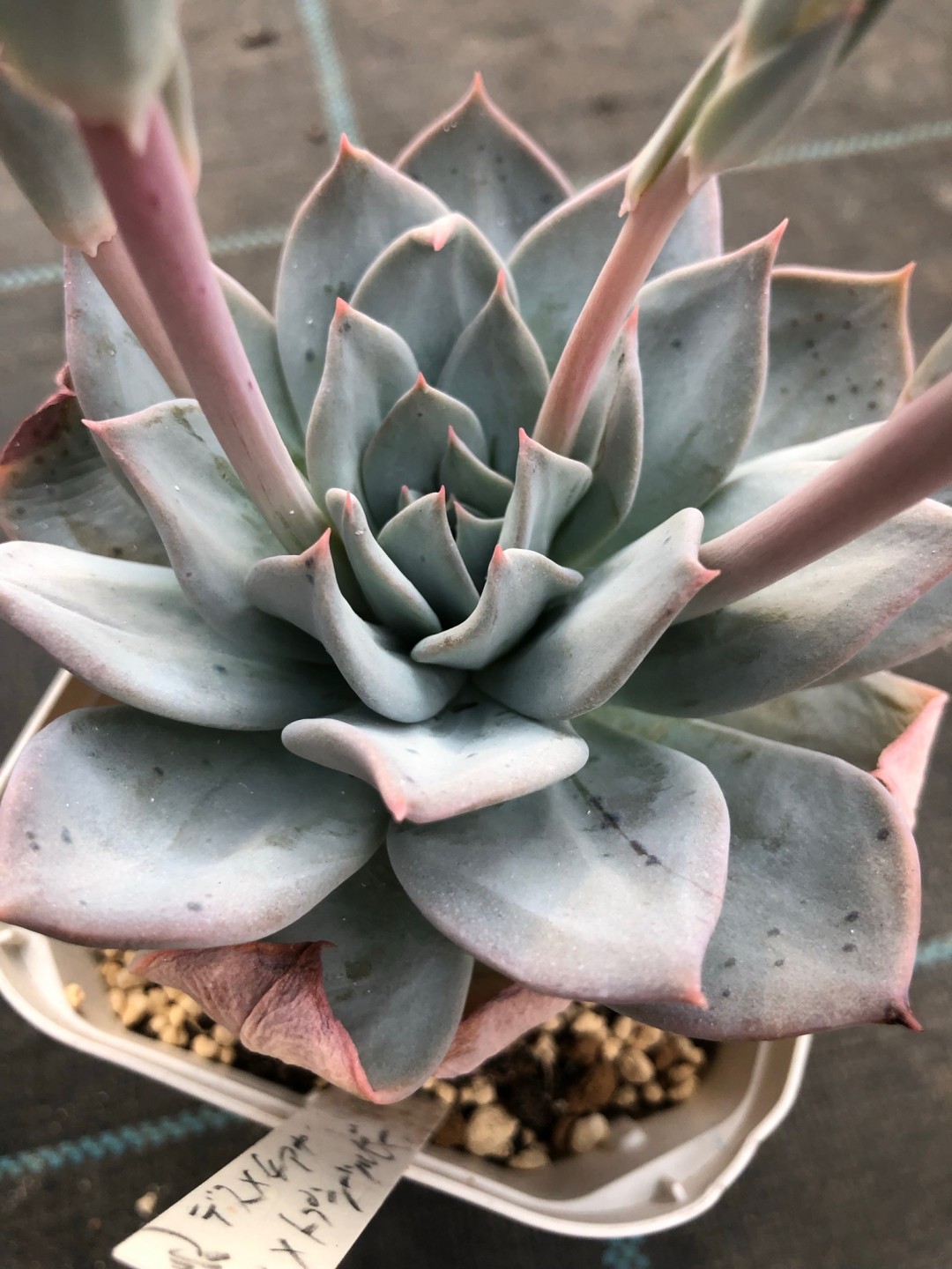 蓝大丽 Echeveria 'Blue Dahlia' 