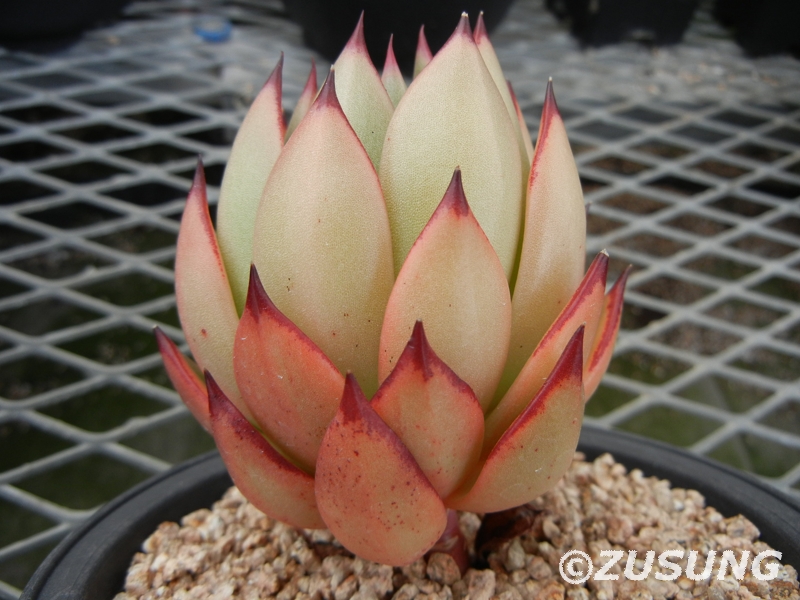 莲灯 Echeveria 'Yeon-Deung'