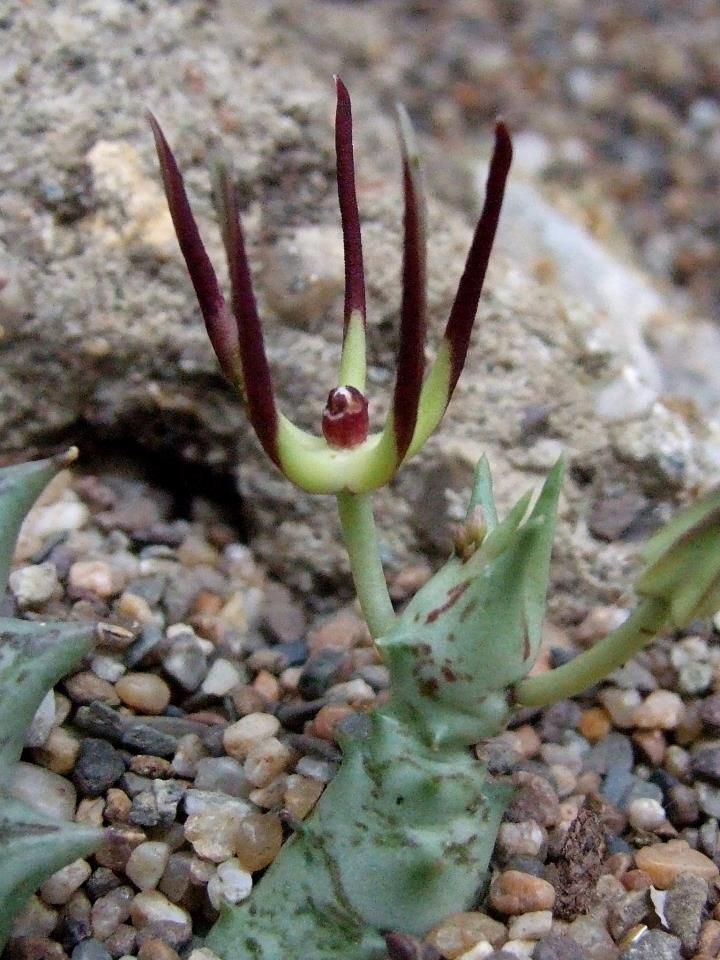 刺天角 Orbea luntii