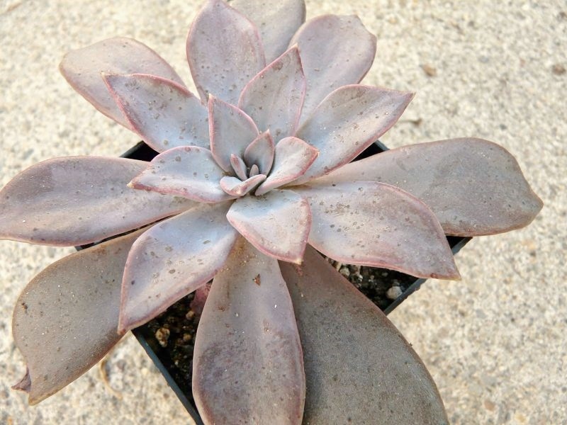 E. lyonsii