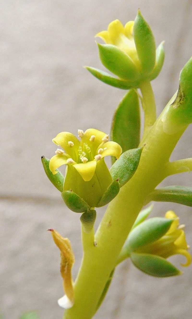 玉壶光 Echeveria megacalyx