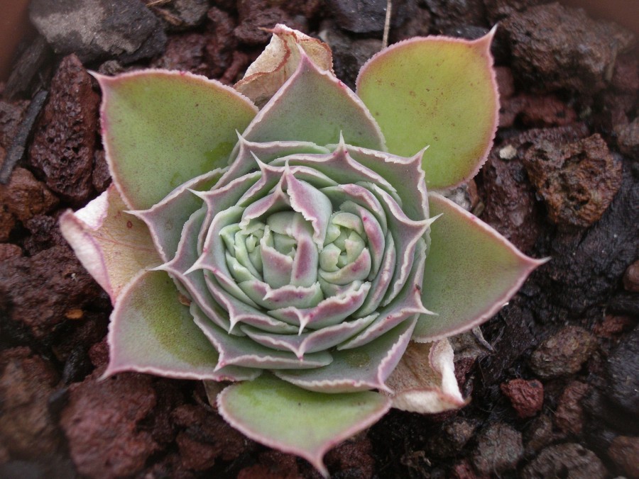 玉壶光 Echeveria megacalyx