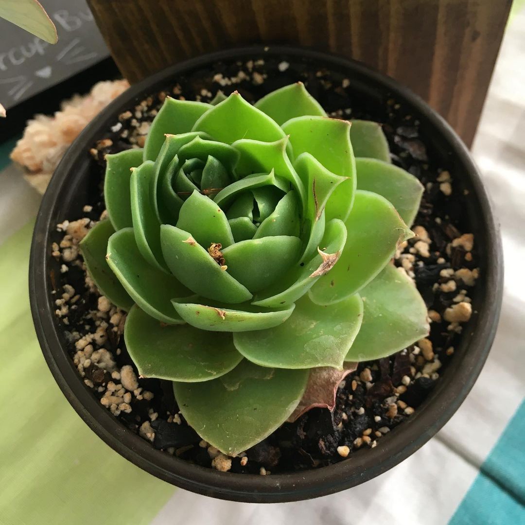 玉壶光 Echeveria megacalyx