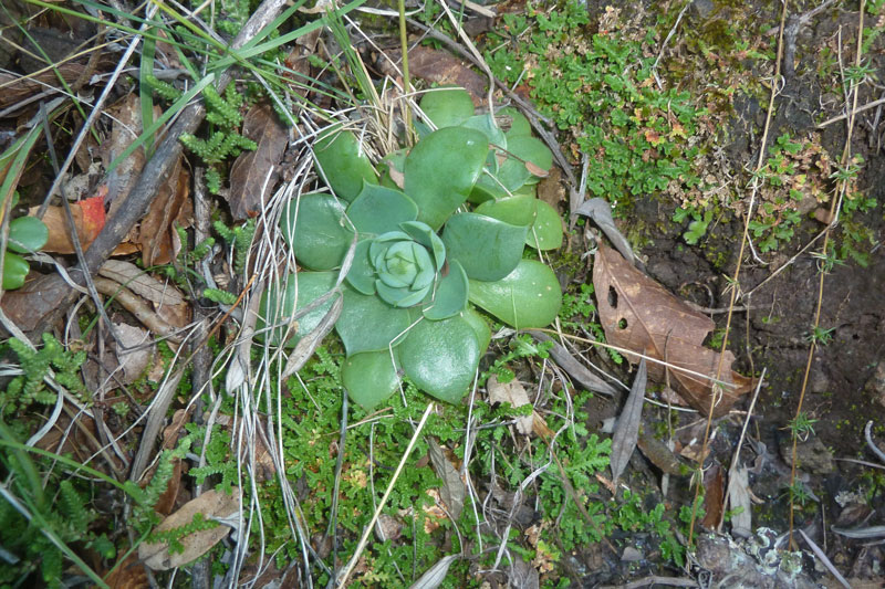 玉壶光 Echeveria megacalyx