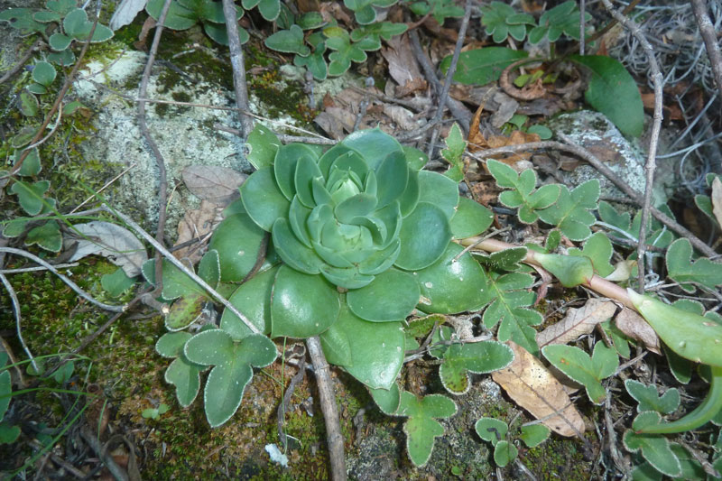 玉壶光 Echeveria megacalyx