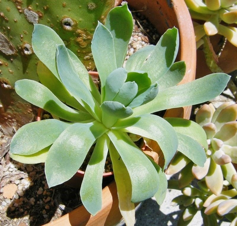 玉壶光 Echeveria megacalyx