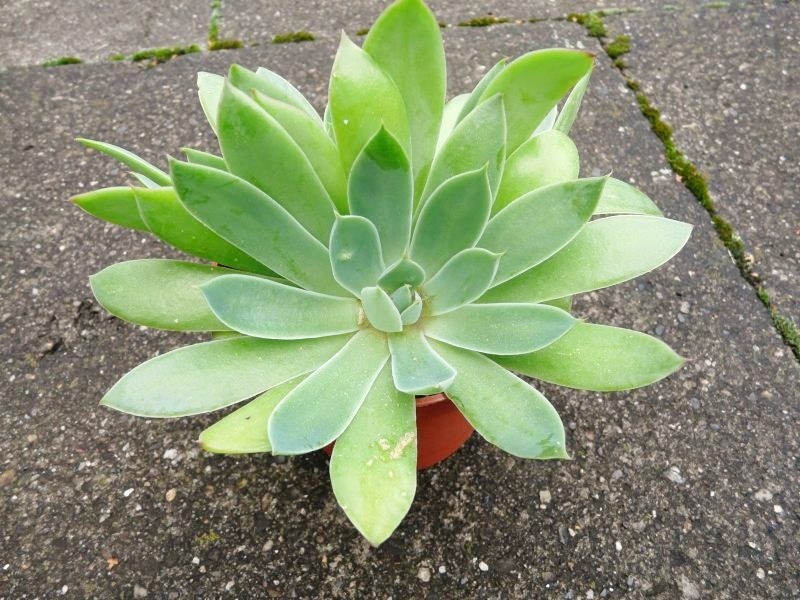 玉壶光 Echeveria megacalyx