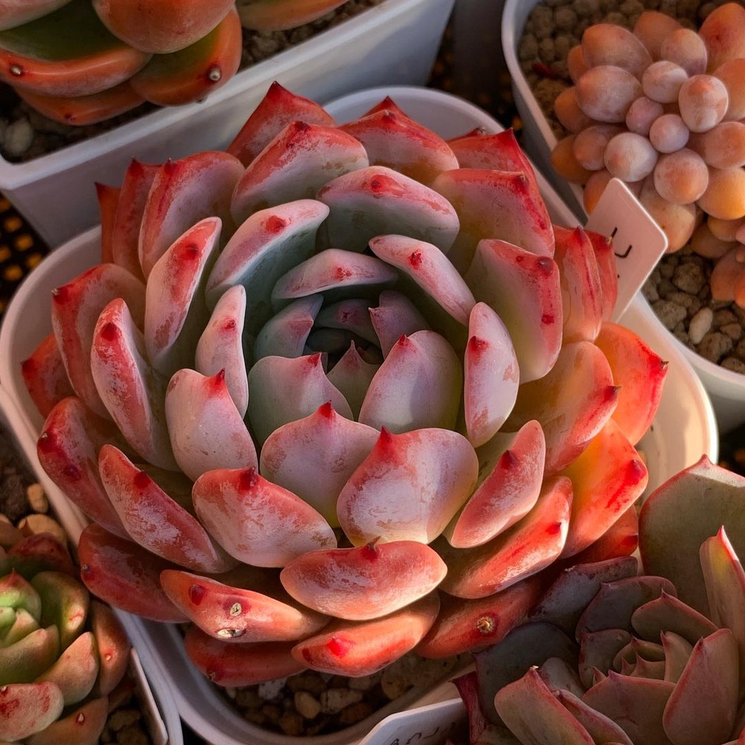 Echeveria lindsayana 林赛