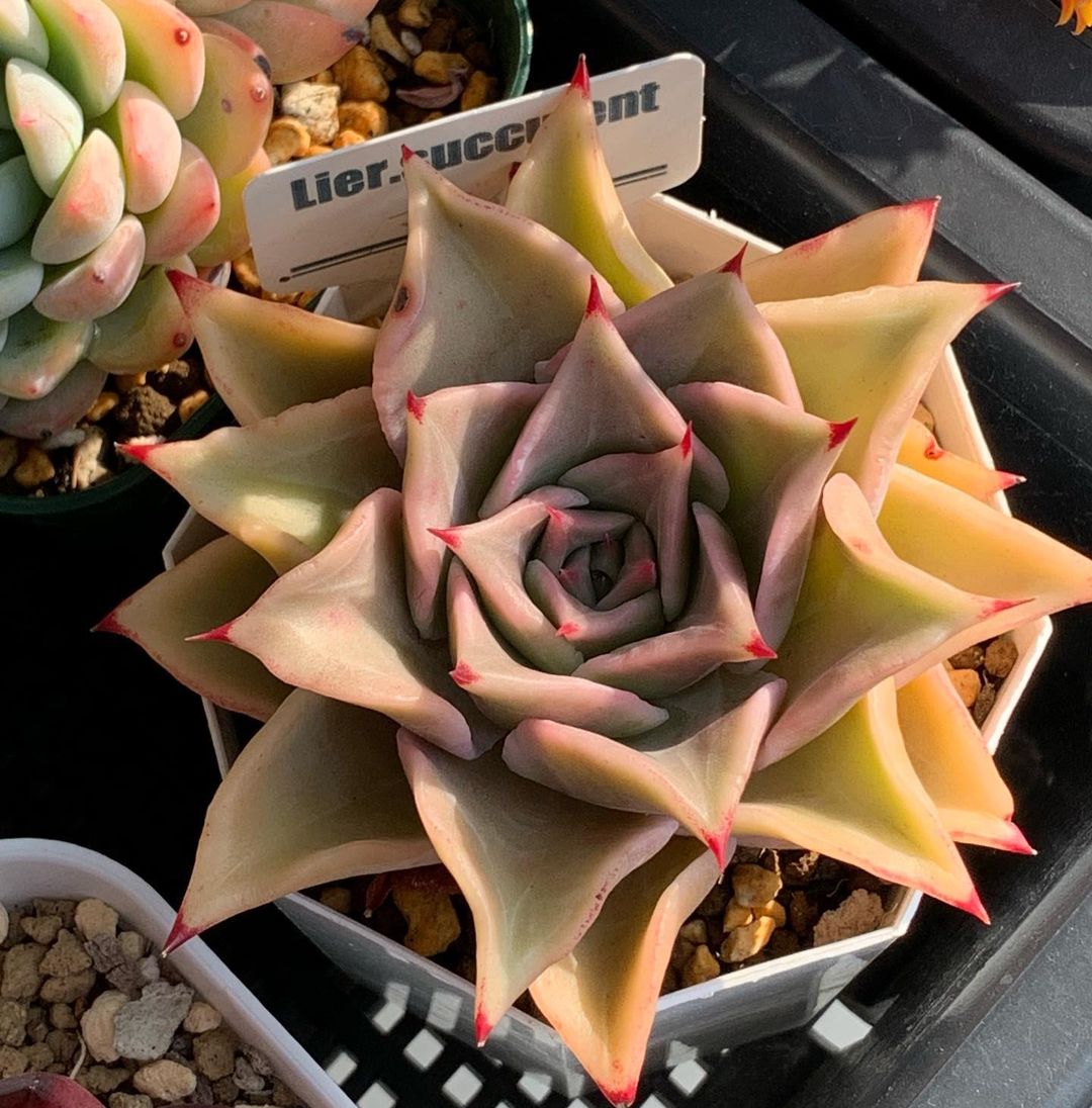 Echeveria 'Madiba'