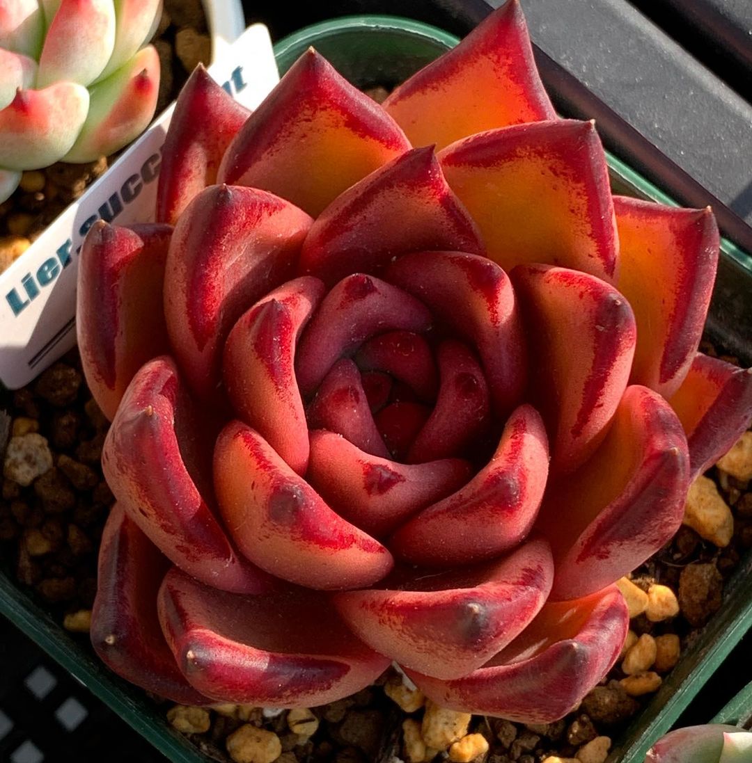 Echeveria agavoides 'Romeo'