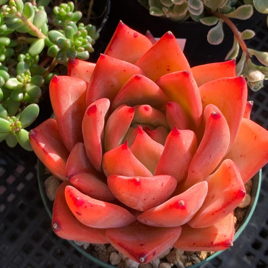 Echeveria 'Red Dragon'