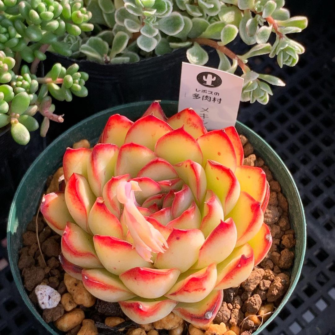 Echeveria 'Mexican Poldensis'