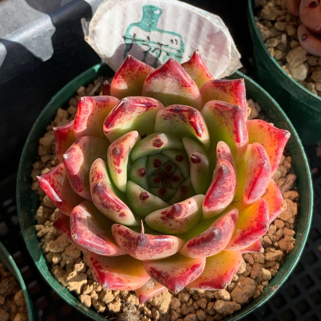 Echeveria 'Sarabony'