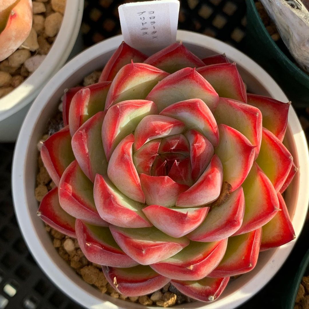 Echeveria colorata 卡罗拉 杂 Echeveria pulidonis 花月夜