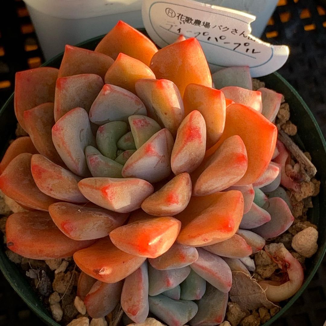 Echeveria 'Cowper' hyb