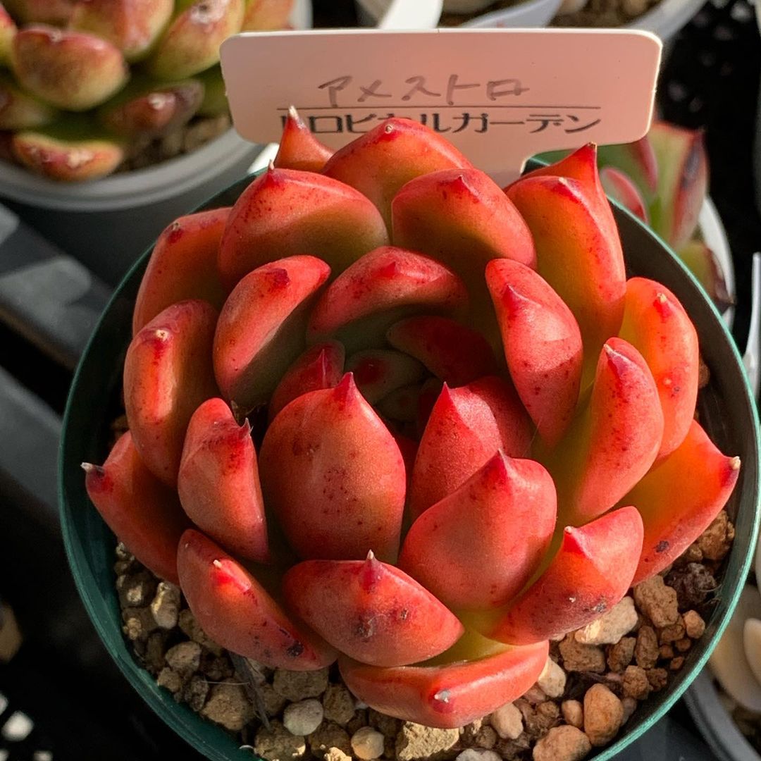 Echeveria 'Amestro'  阿姆斯壮