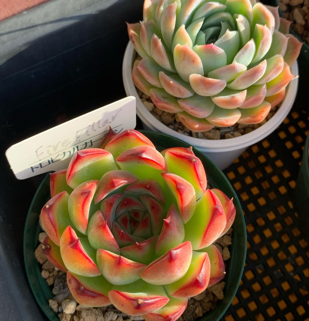 Echeveria 'Fire Pillar'   火柱