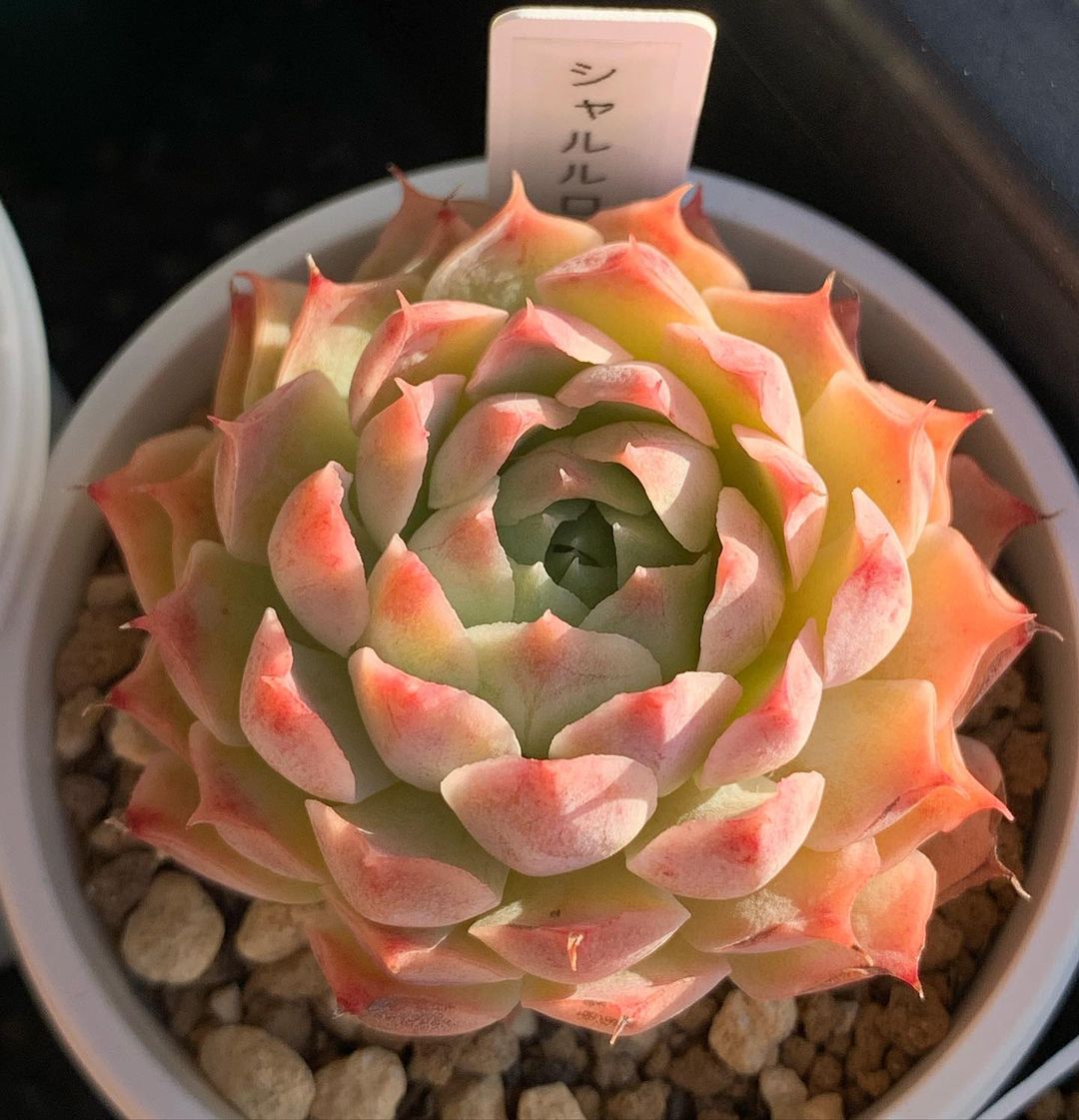 Echeveria 'Shallerose