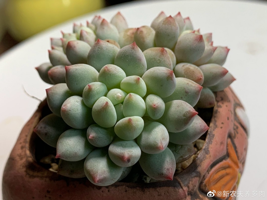 明珠 xPachyveria 'Crown Ball'