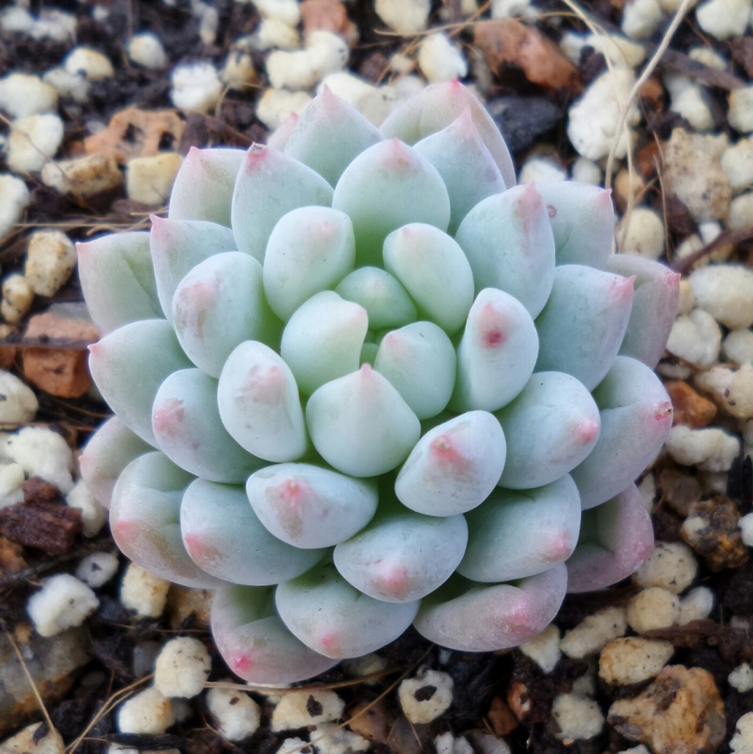 明珠 xPachyveria 'Crown Ball'