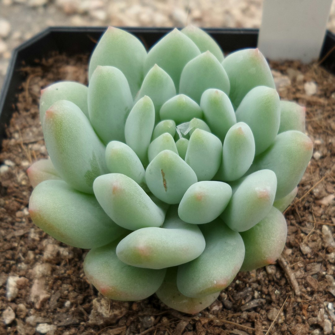 明珠 xPachyveria 'Crown Ball'