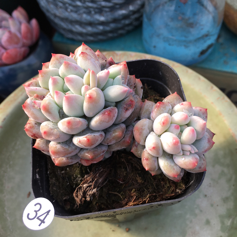 明珠 xPachyveria 'Crown Ball'