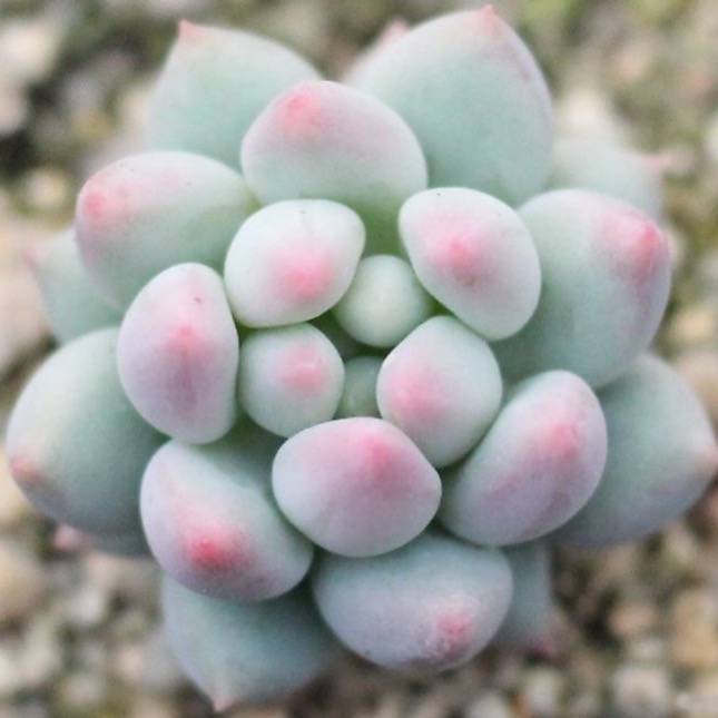 明珠 xPachyveria 'Crown Ball'