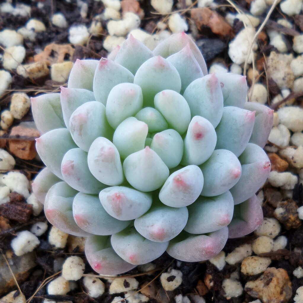 明珠 xPachyveria 'Crown Ball'