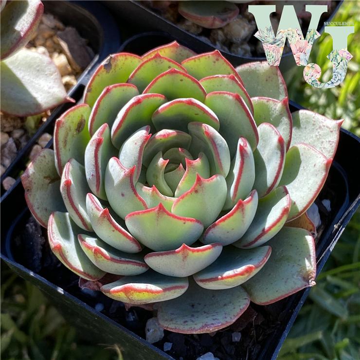 摩泽尔 Echeveria 'Mozel'