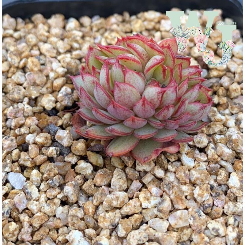 摩泽尔 Echeveria 'Mozel'