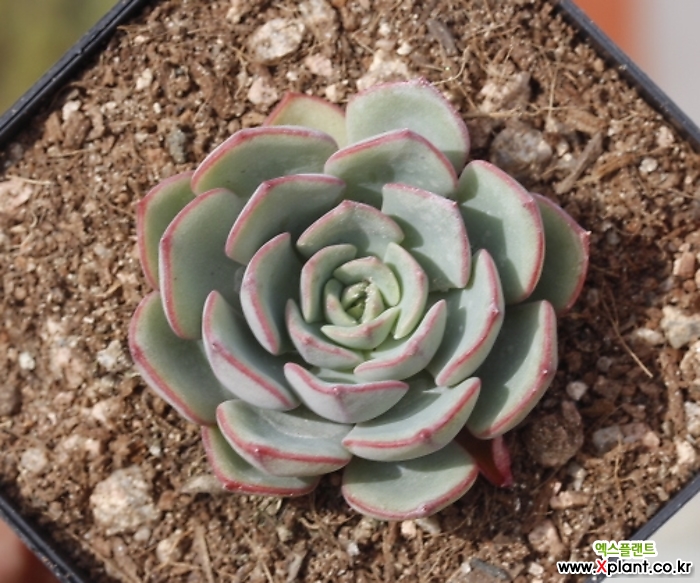 摩泽尔 Echeveria 'Mozel'