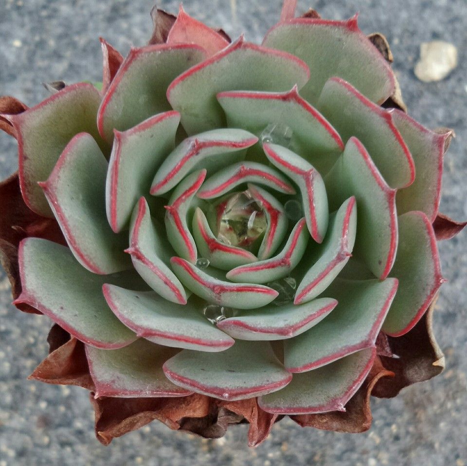 摩泽尔 Echeveria 'Mozel'