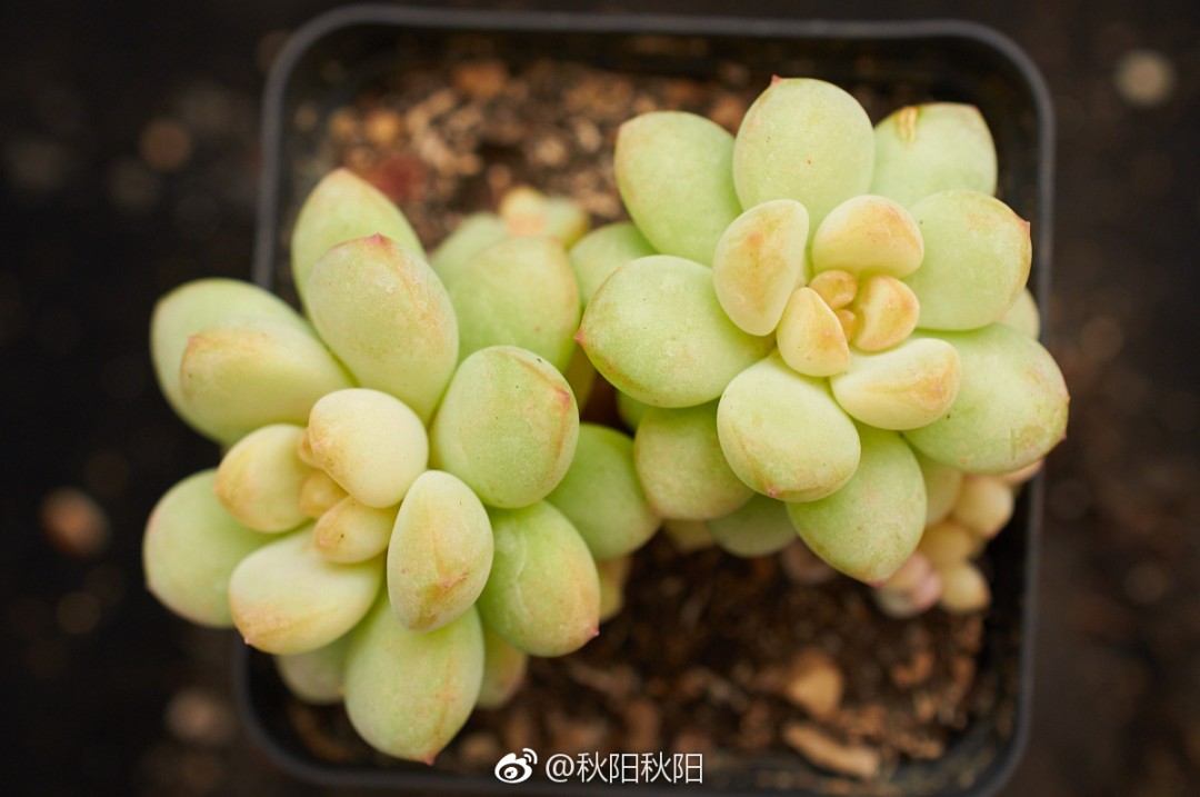 泡泡糖 xPachyveria 'Bubble Candy'