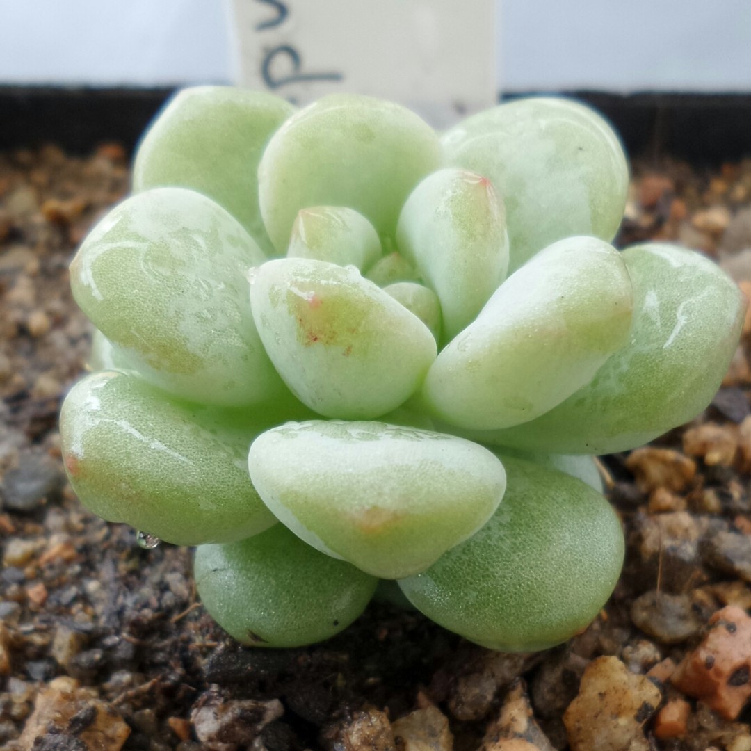 泡泡糖 xPachyveria 'Bubble Candy'