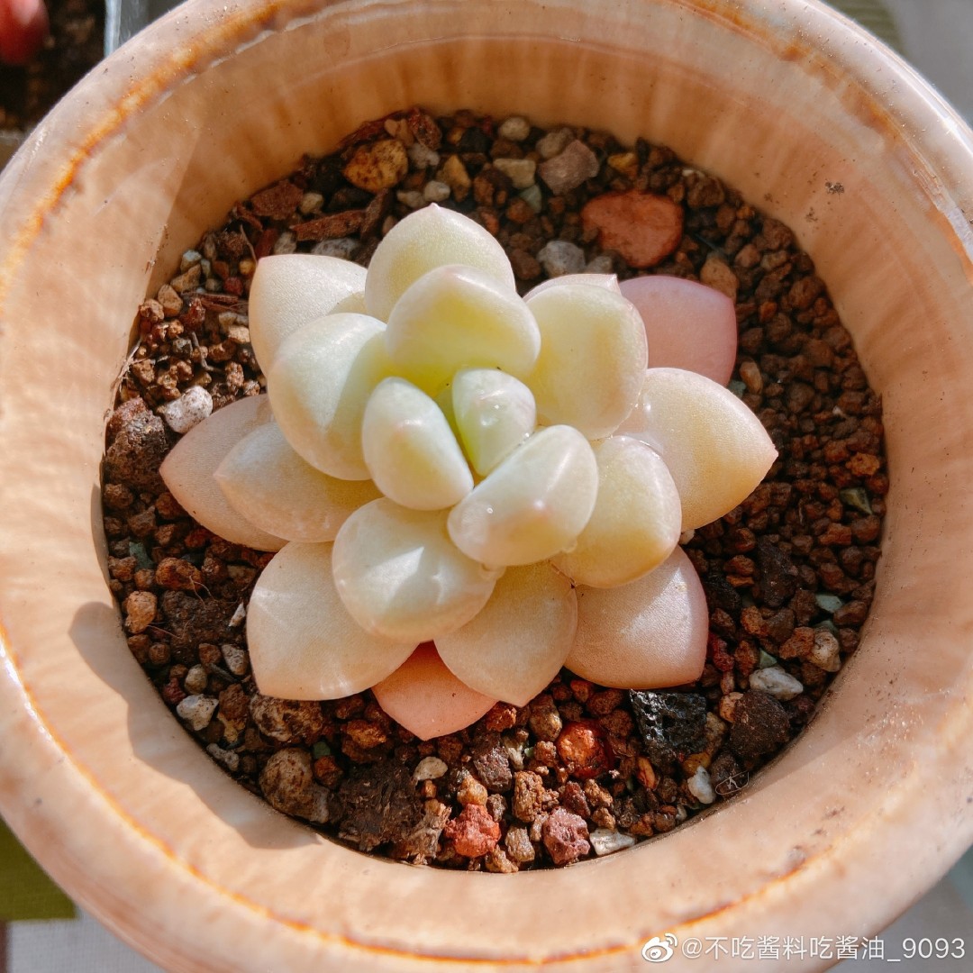 泡泡糖 xPachyveria 'Bubble Candy'