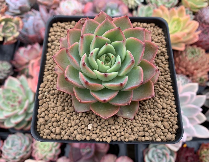 冰粉 Echeveria 'Icy pink'