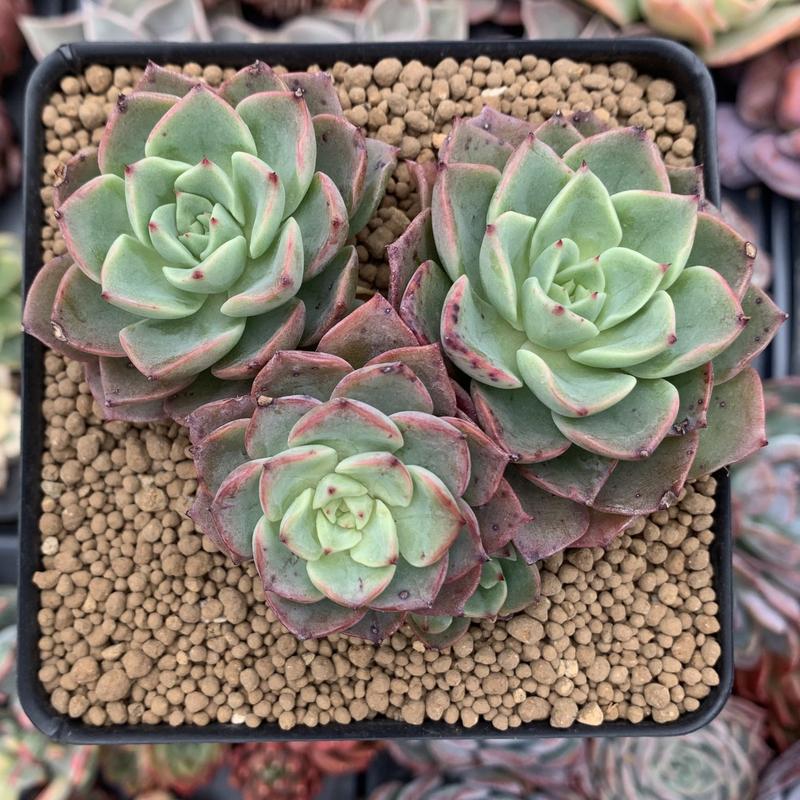 冰粉 Echeveria 'Icy pink'