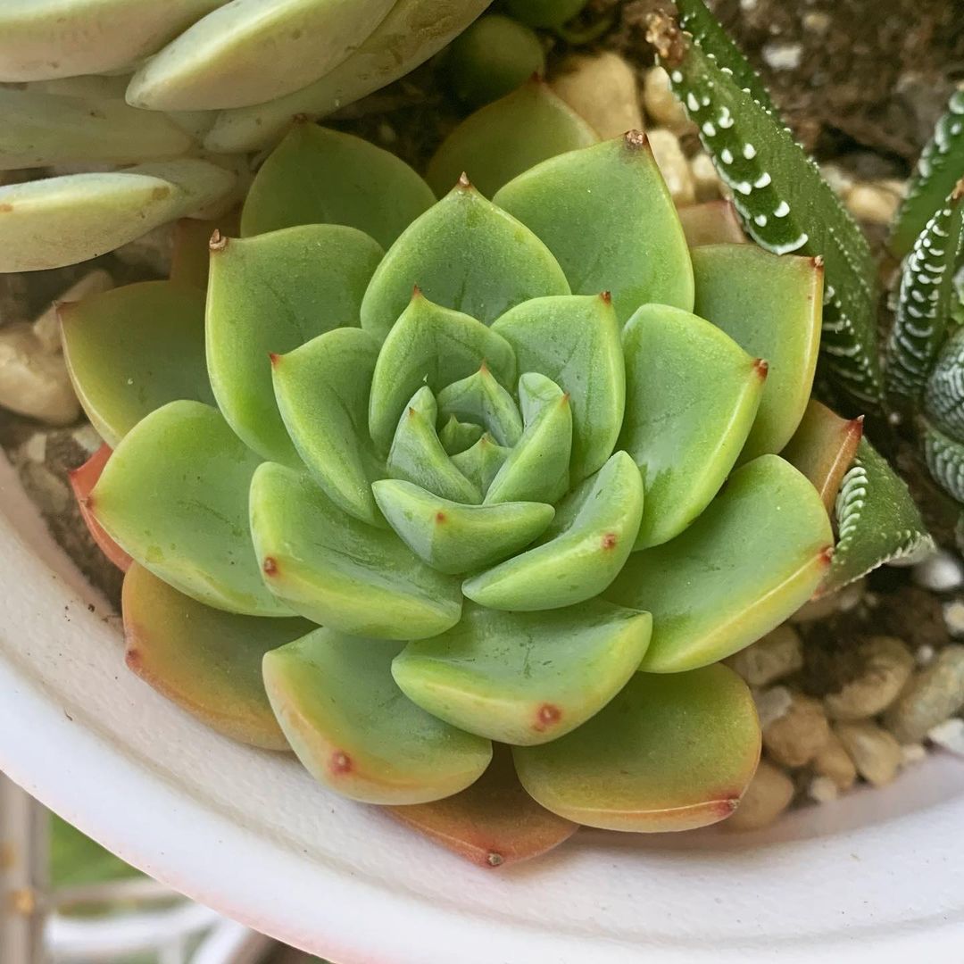 冰粉 Echeveria 'Icy pink'