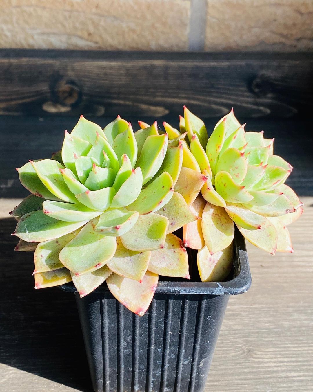 冰粉 Echeveria 'Icy pink'