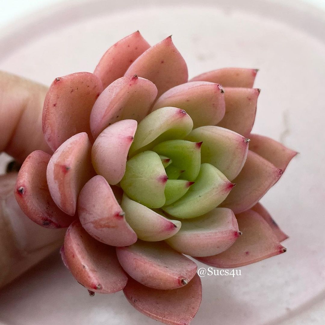 冰粉 Echeveria 'Icy pink'