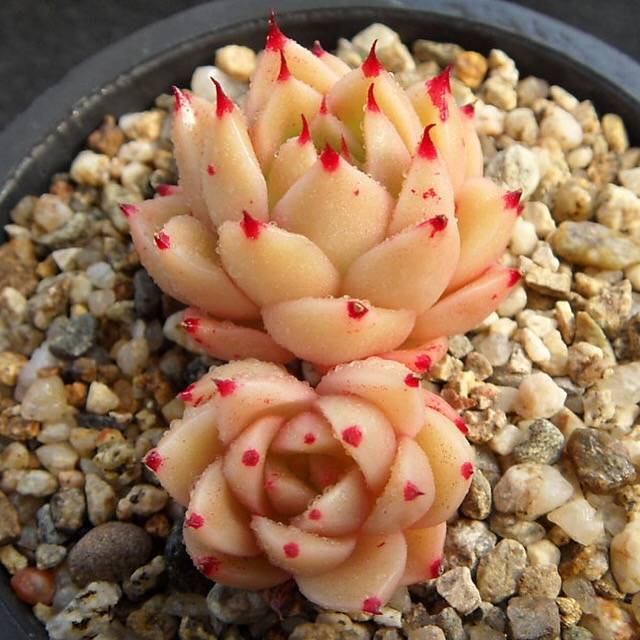 青椒东云 Echeveria Agavoides 'Spicy' 