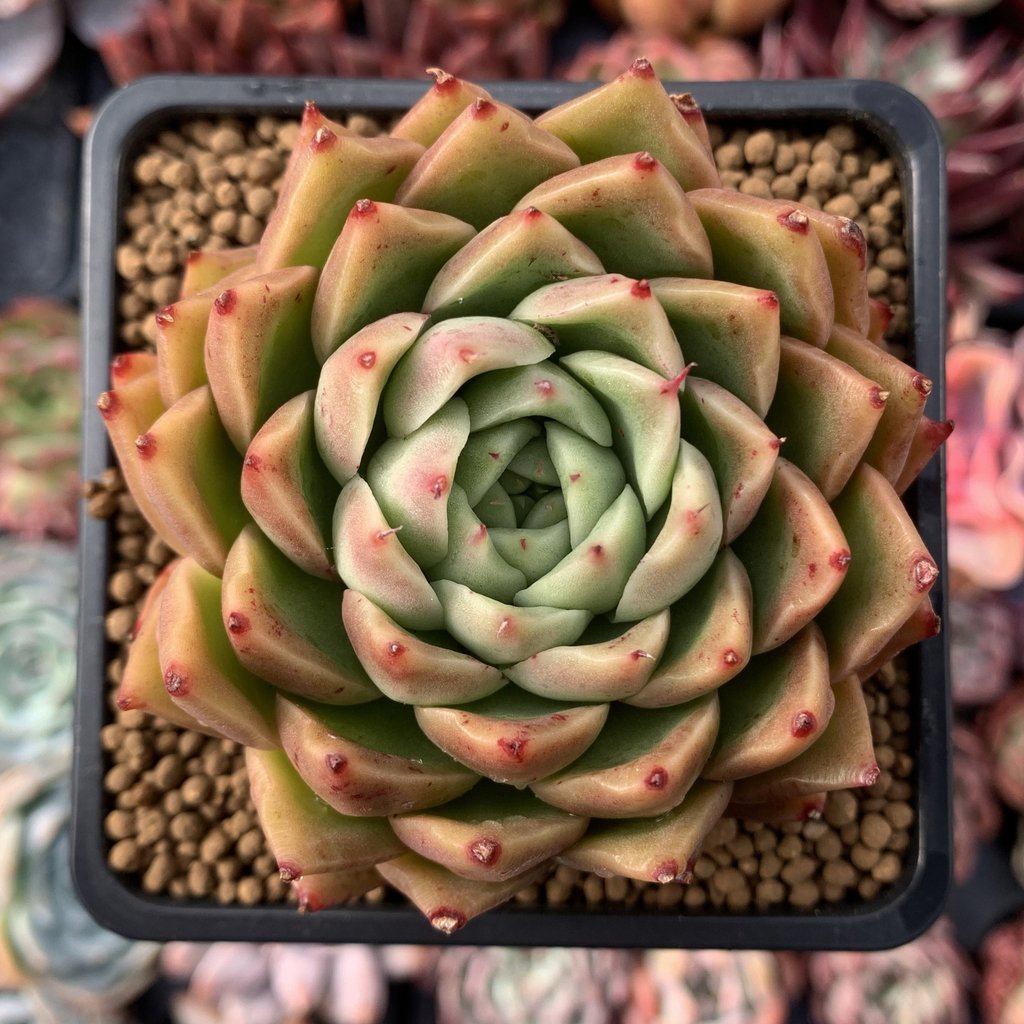 青椒东云 Echeveria Agavoides 'Spicy' 